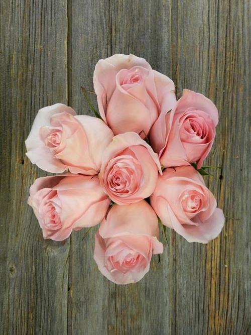 LUCIANO  LIGHT PINK ROSES
